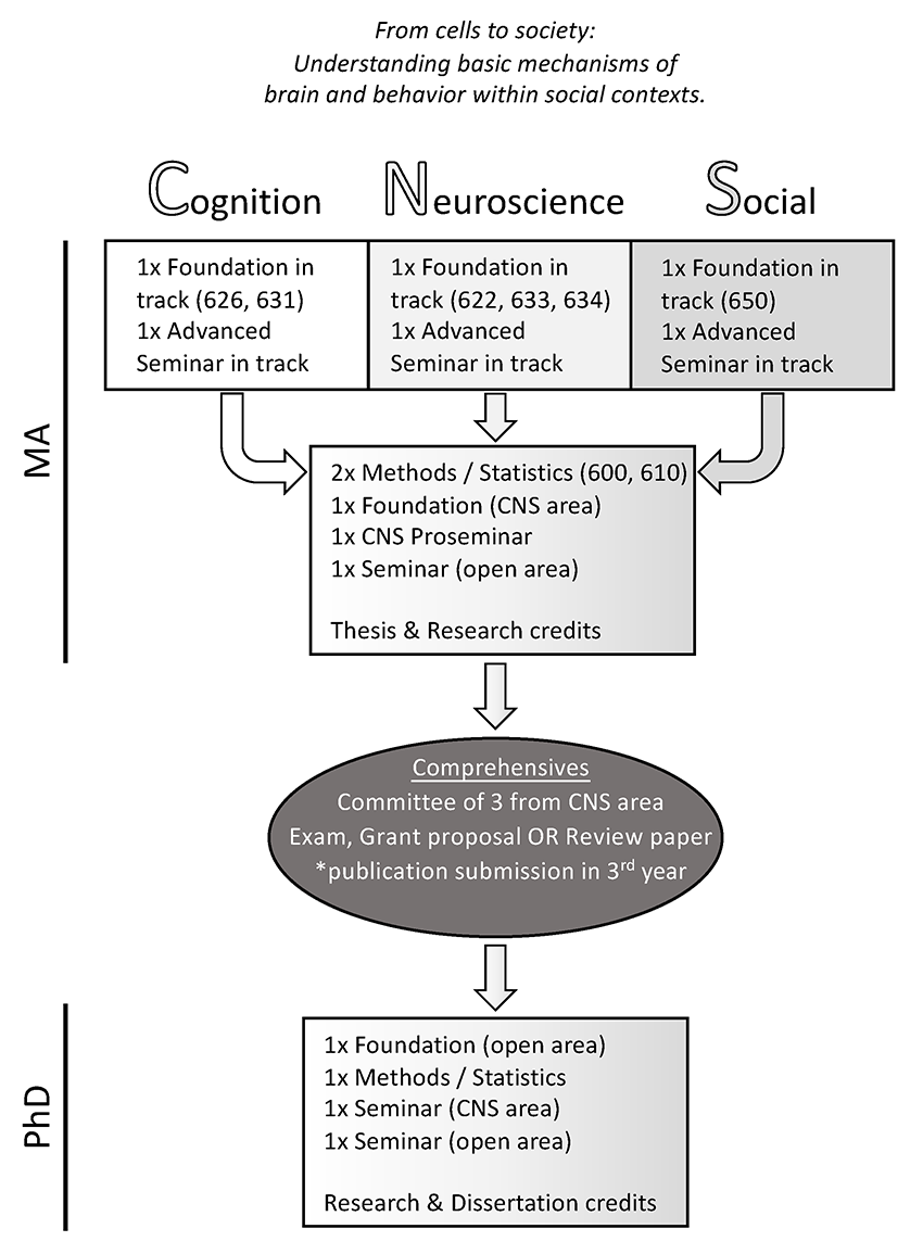 Graphical representation of the CNS curriculum.